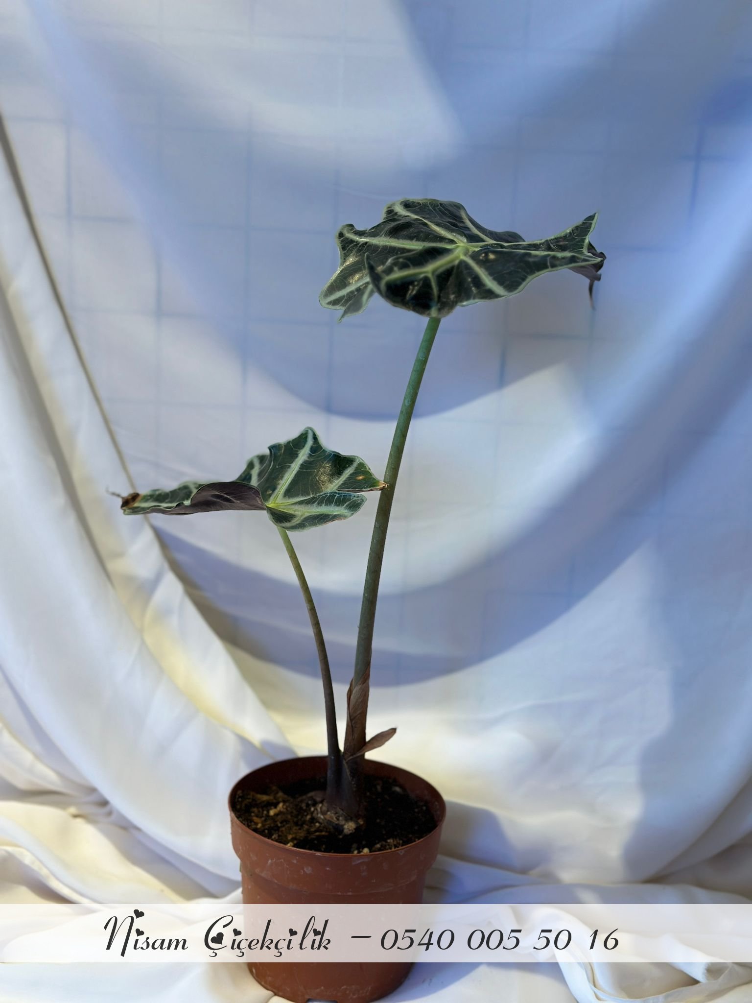 Alocasia Pooly ( Fil Kulağı )