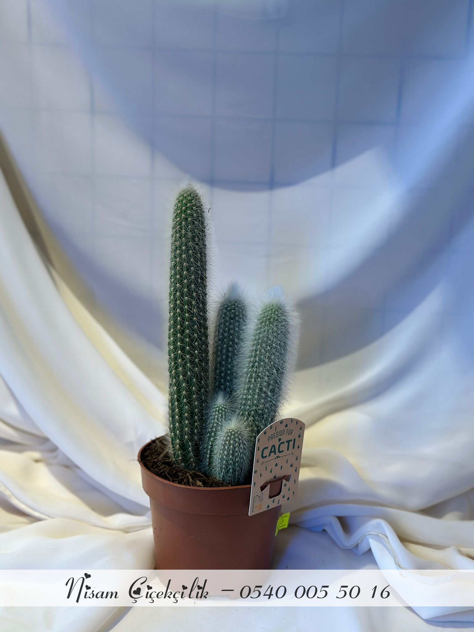 Cleistocactus Strausii ( Kaktüs )