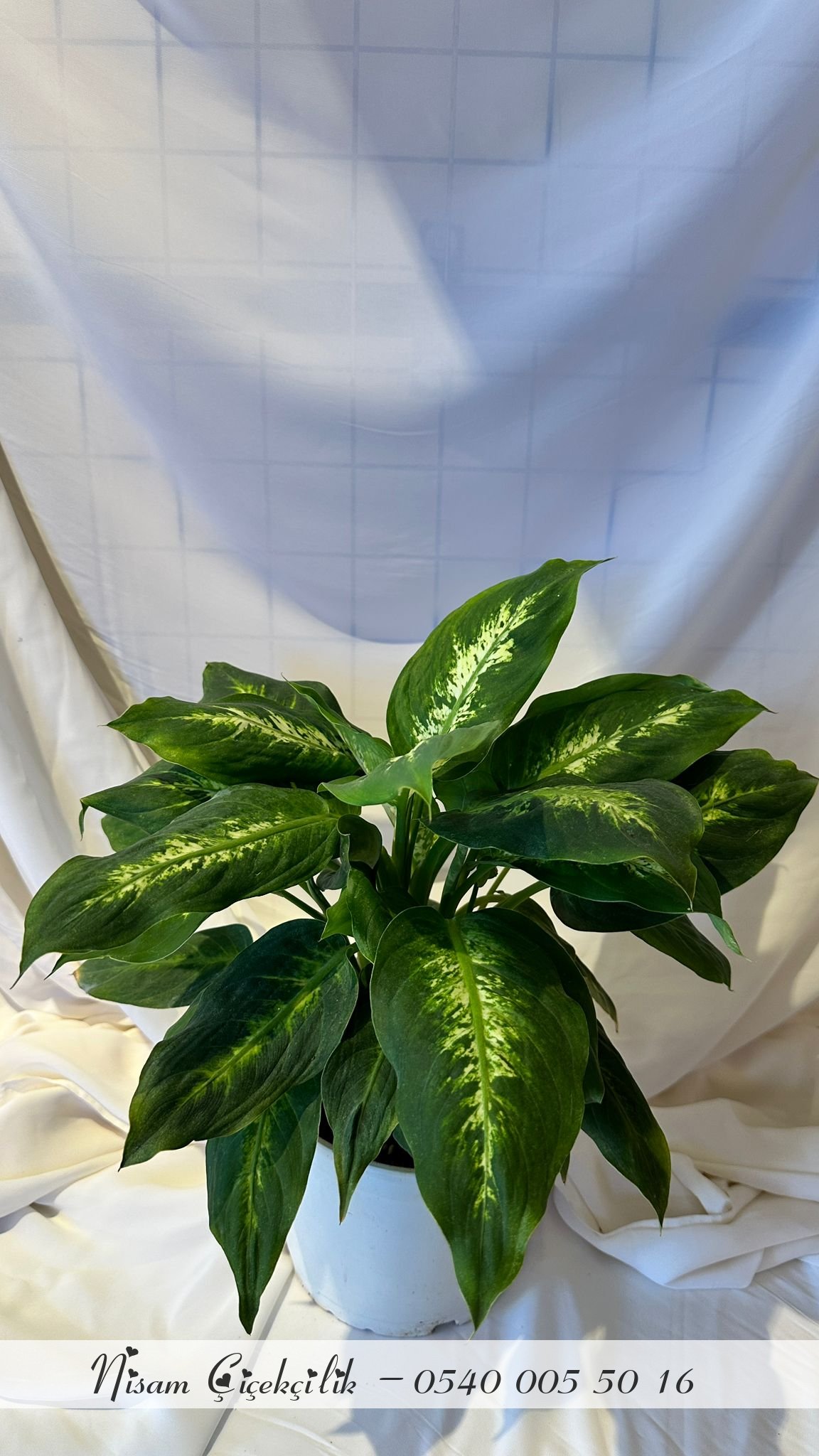 Dieffenbachia Camilla Çiçeği