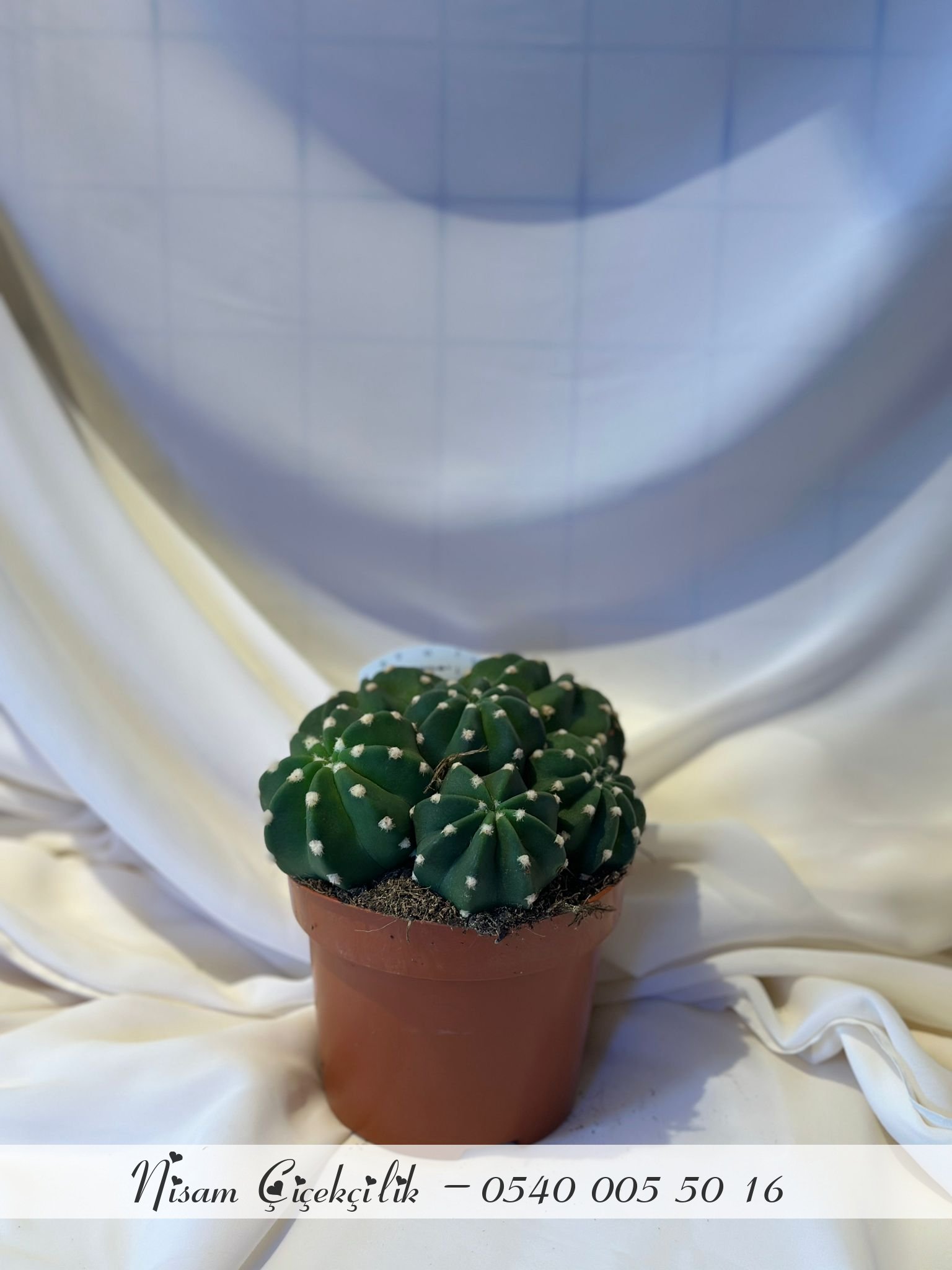 Echinopsis Sundenudata ( Kaktüs )