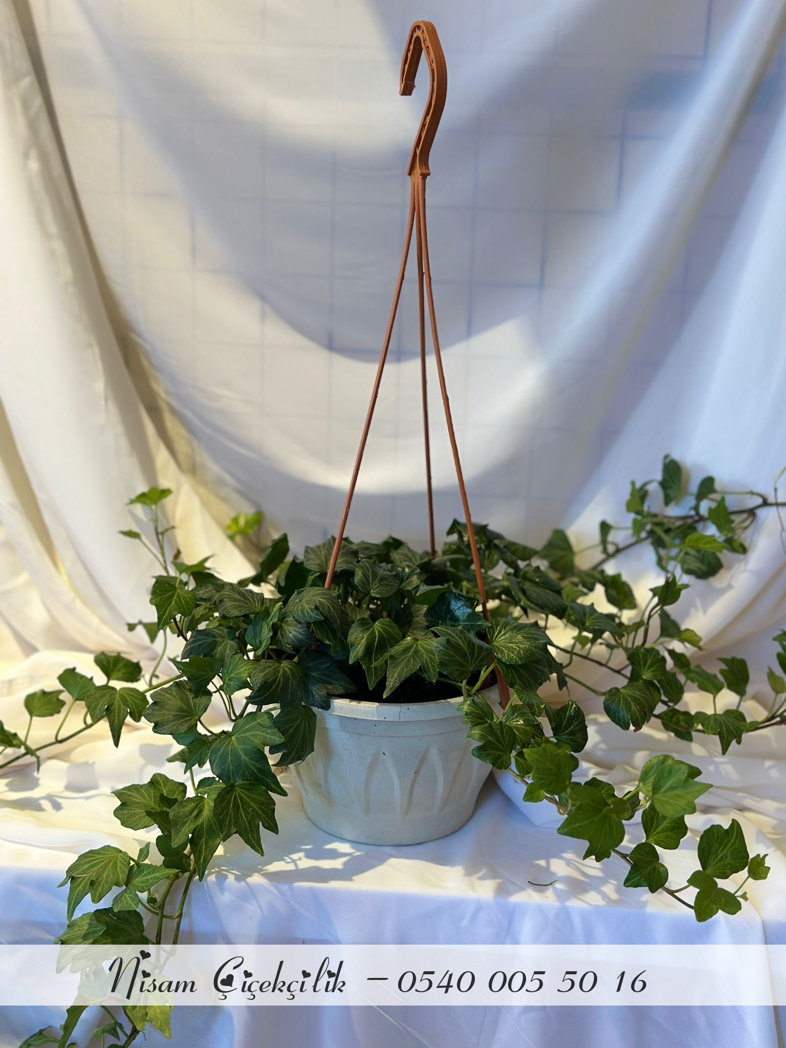 Hedera Helıx ( İngiliz Sarmaşığı 50-60 Cm )