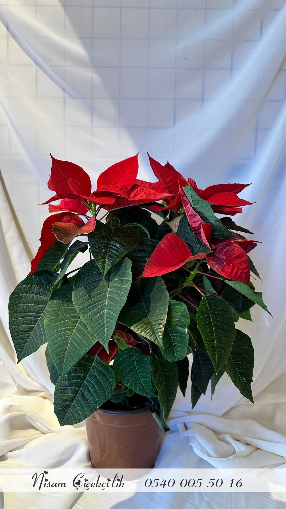 Poinsetya ( Atatürk Çiçeği )