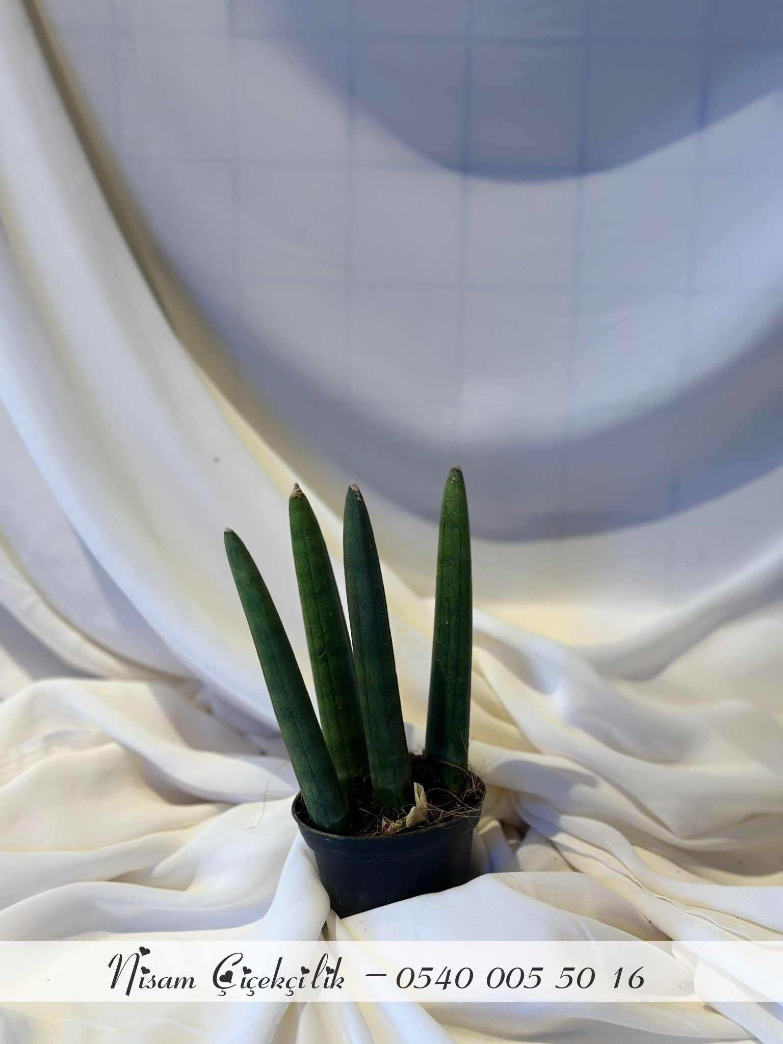 Sanseveria (Paşa Kılıcı)
