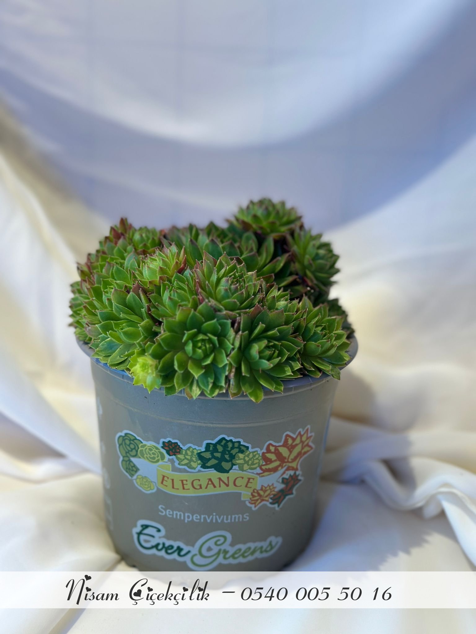 Sempervivum (Sukulent)