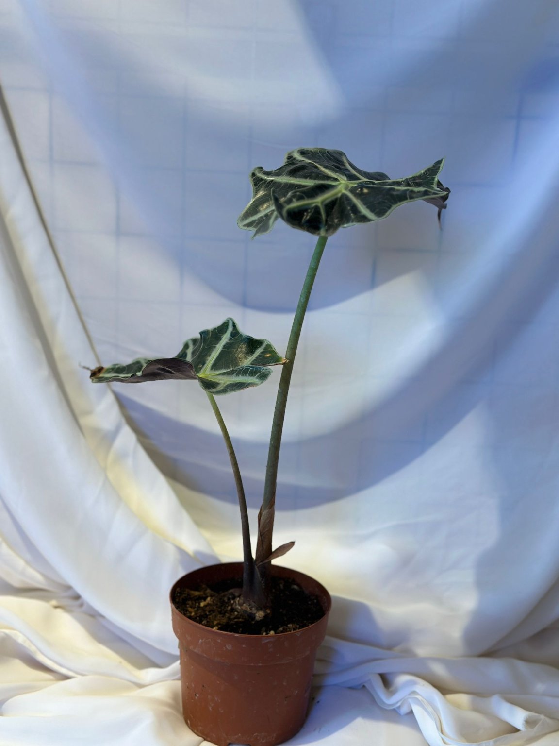 Alocasia Pooly ( Fil Kulağı )