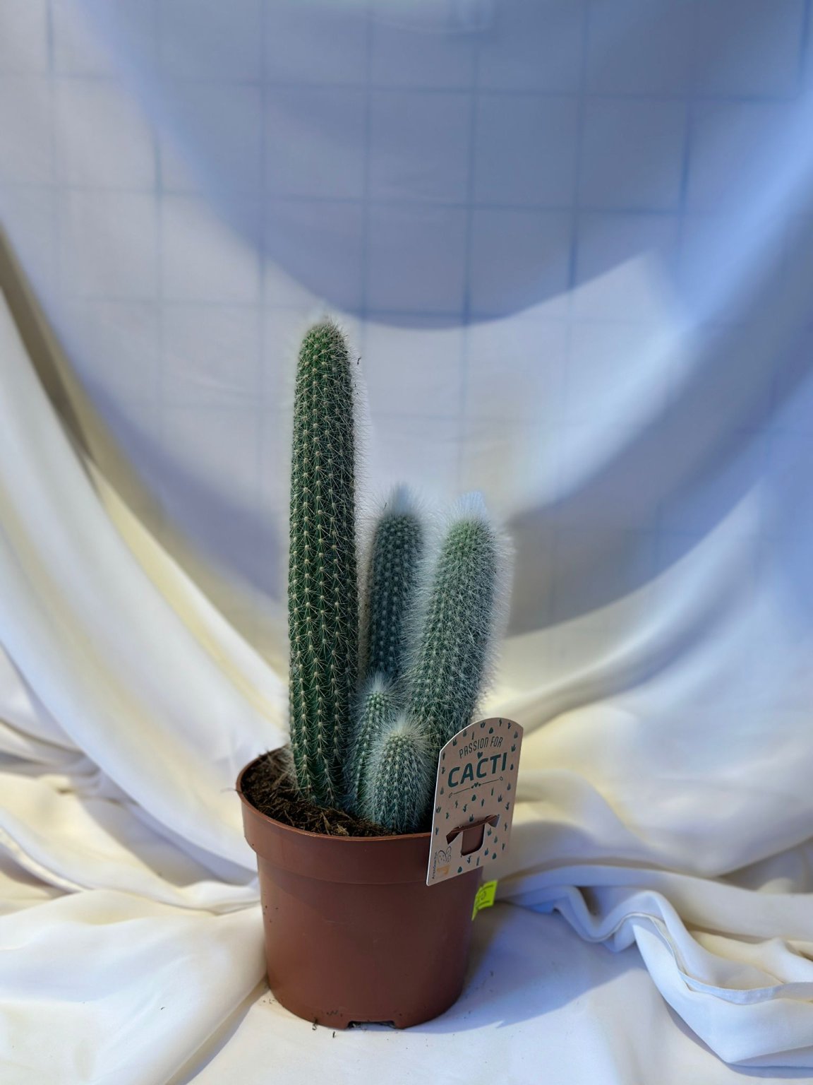 Cleistocactus Strausii ( Kaktüs )