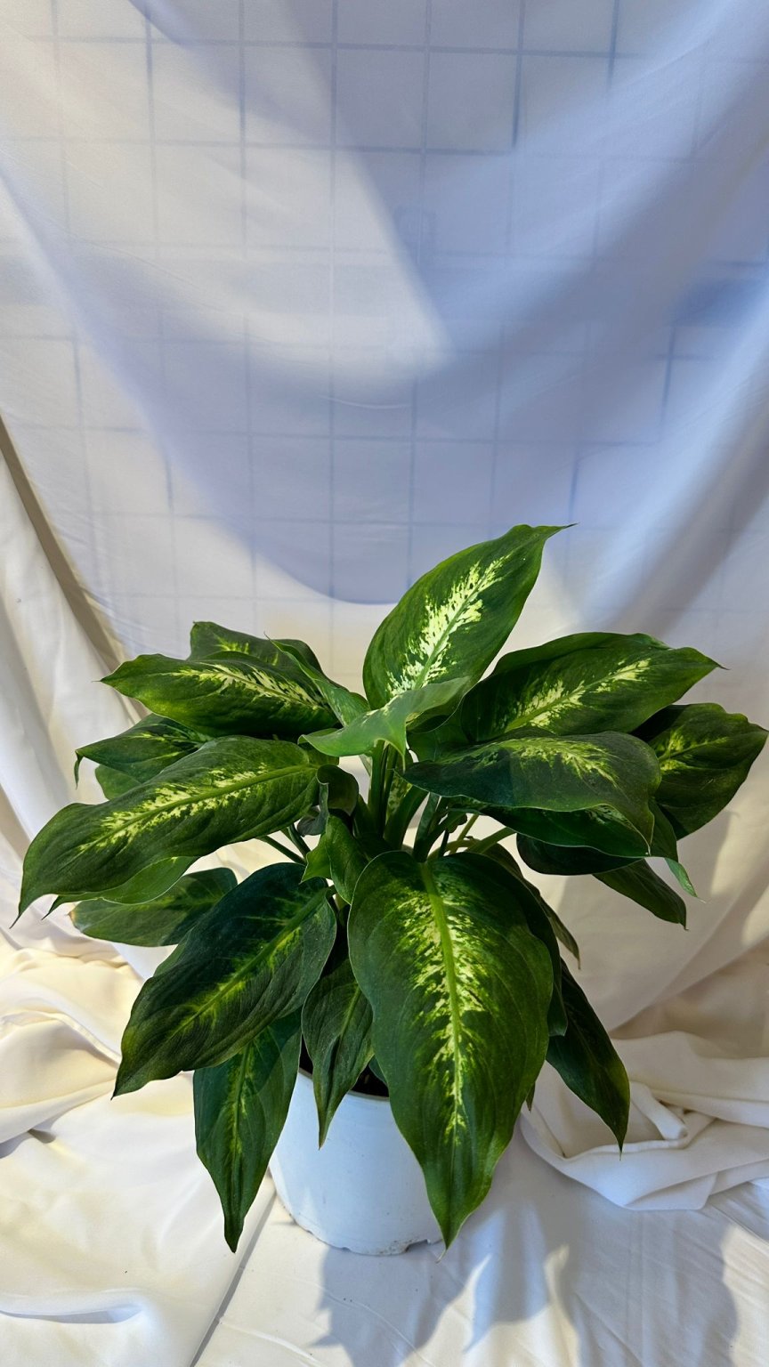Dieffenbachia Camilla Çiçeği