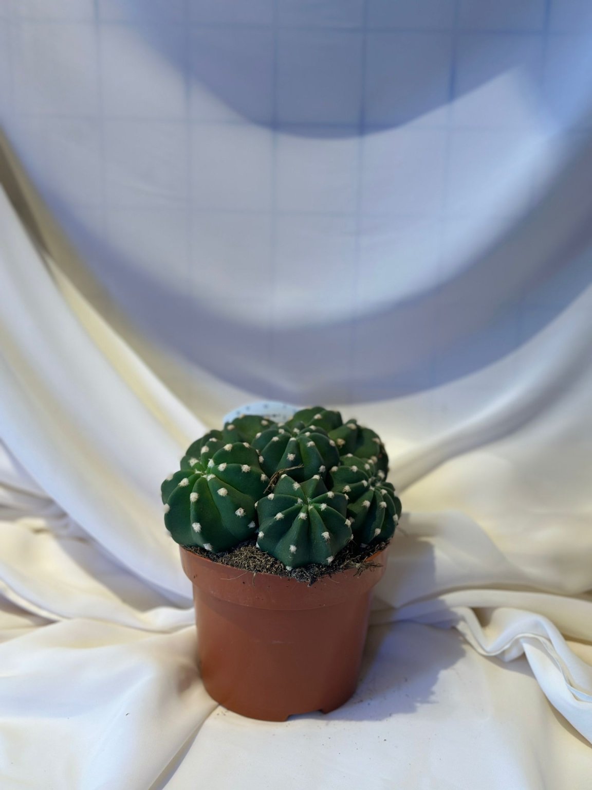 Echinopsis Sundenudata ( Kaktüs )