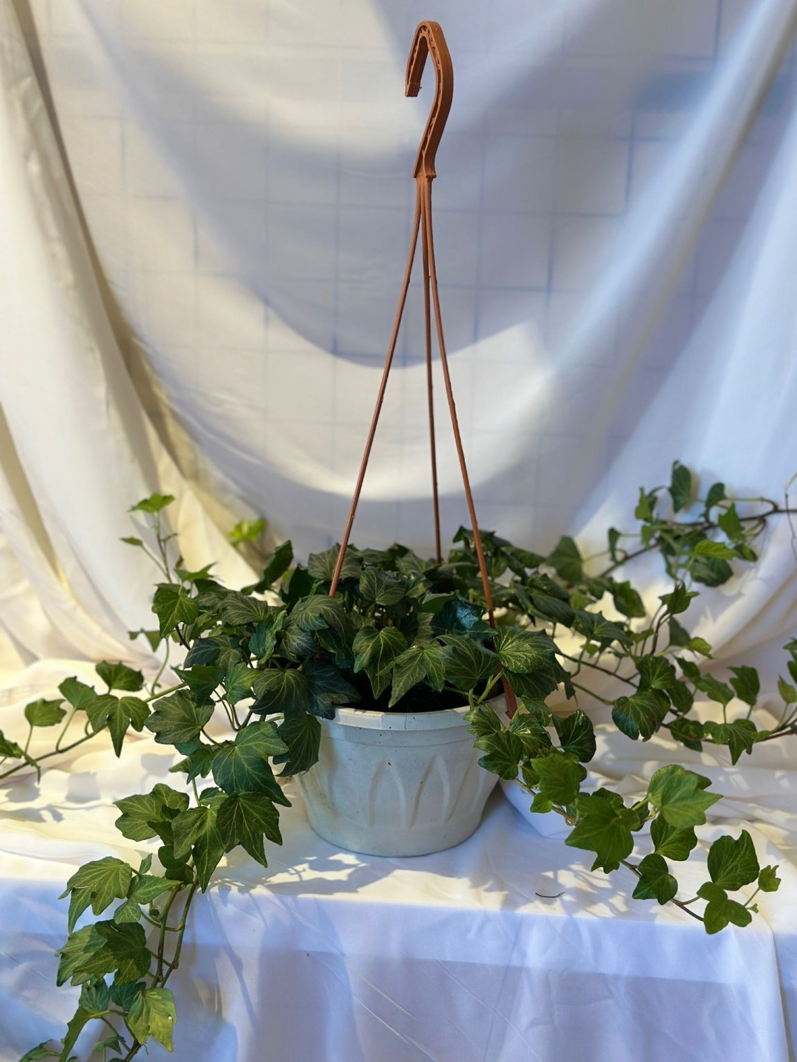 Hedera Helıx ( İngiliz Sarmaşığı 50-60 Cm )