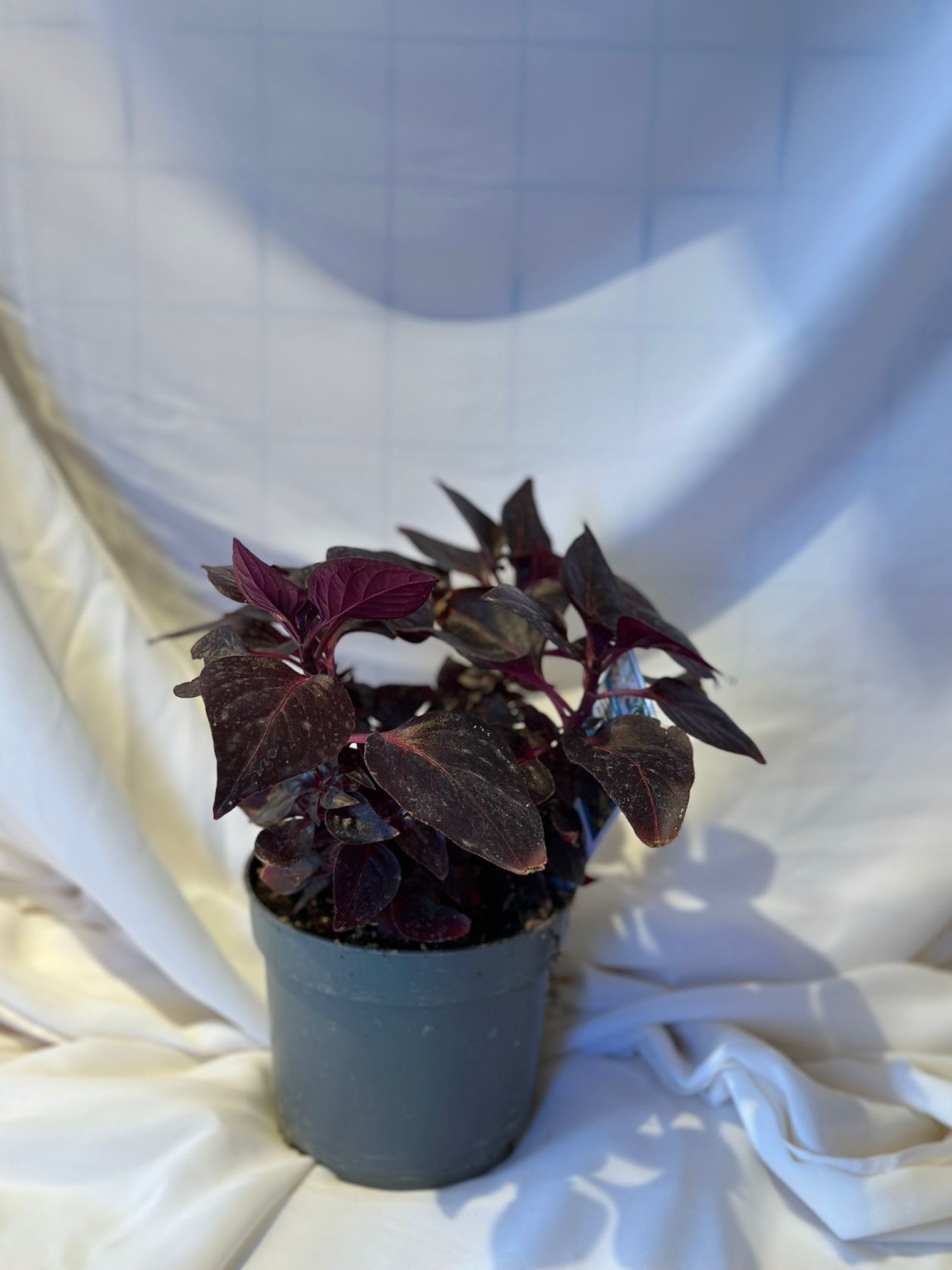 İresine Herbstii Çiçeği