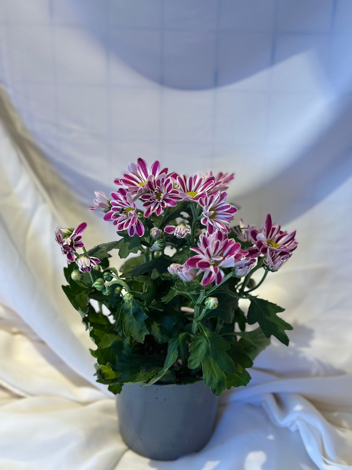 Kasımpatı Çiçeği