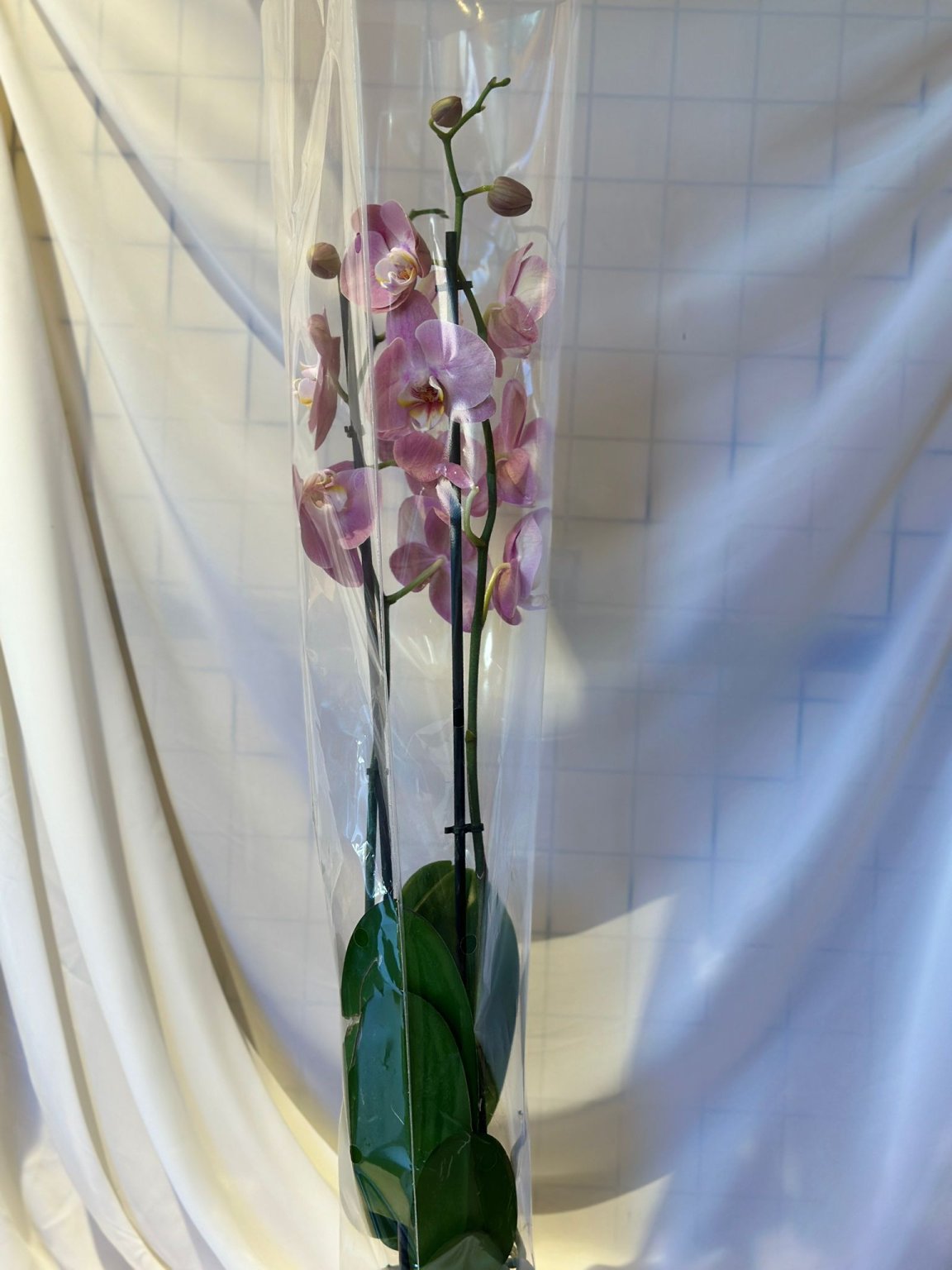 Orkide 2 Dallı Pembe Renk
