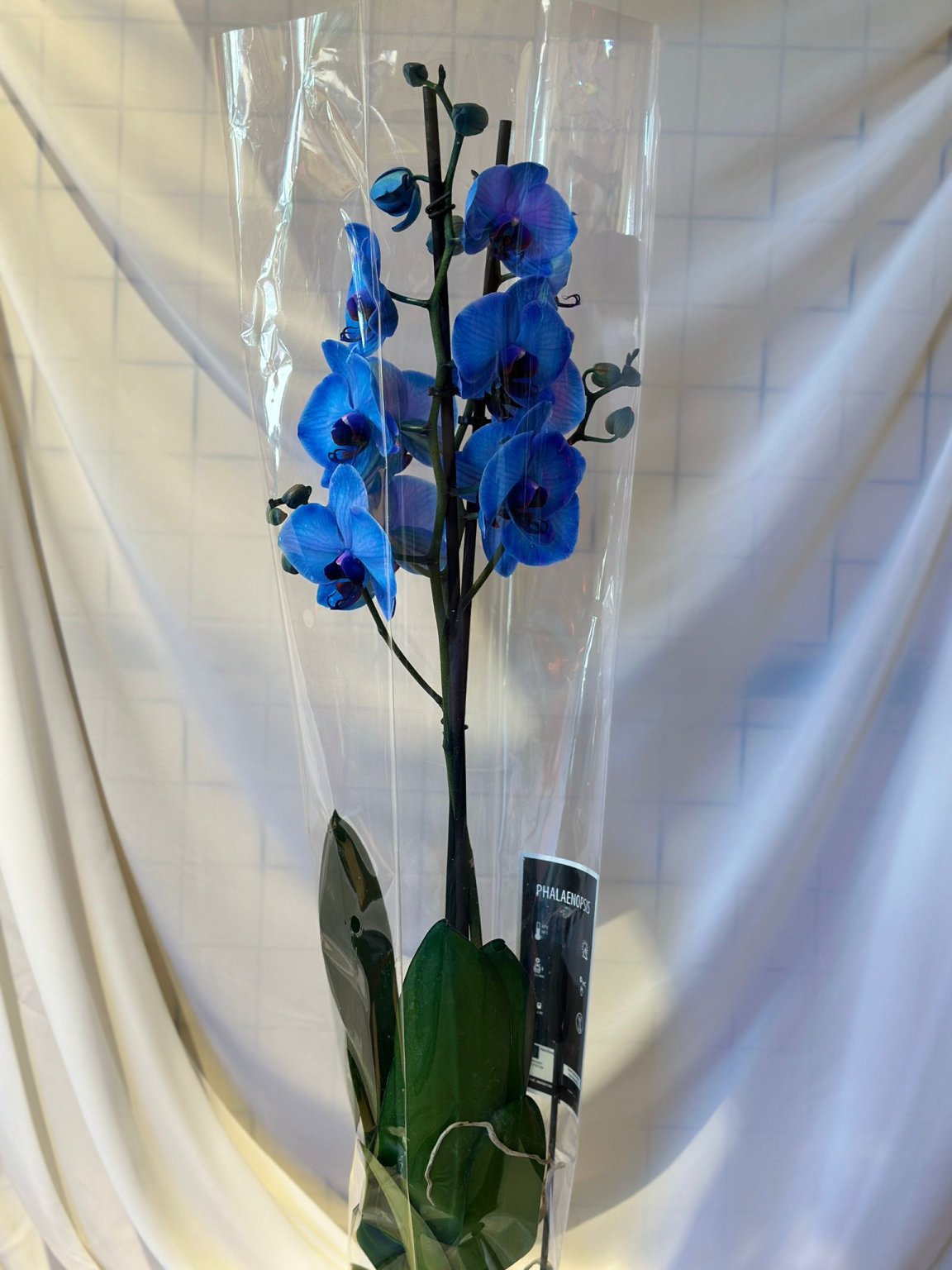 Orkide Mavi Renk