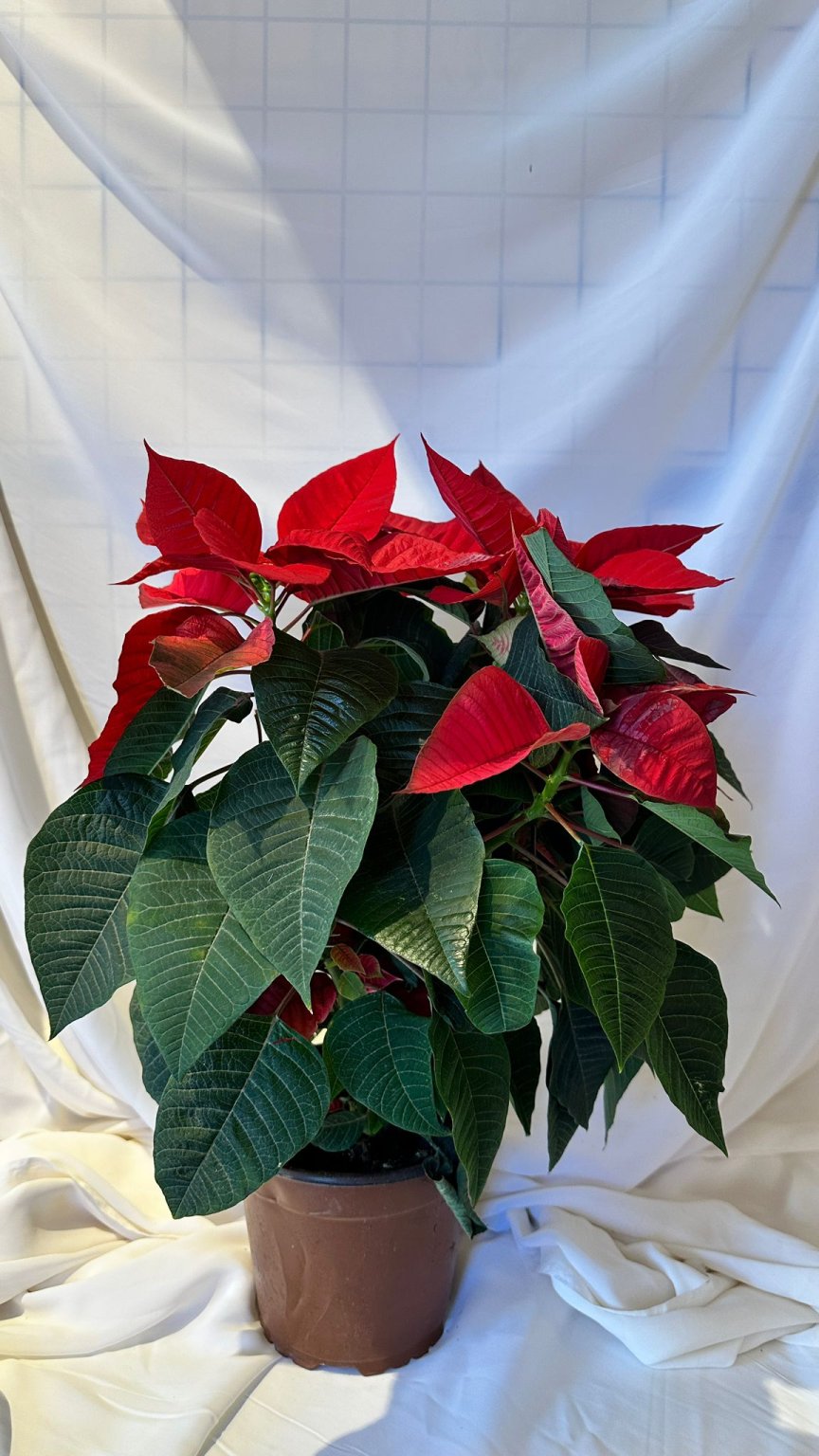 Poinsetya ( Atatürk Çiçeği )