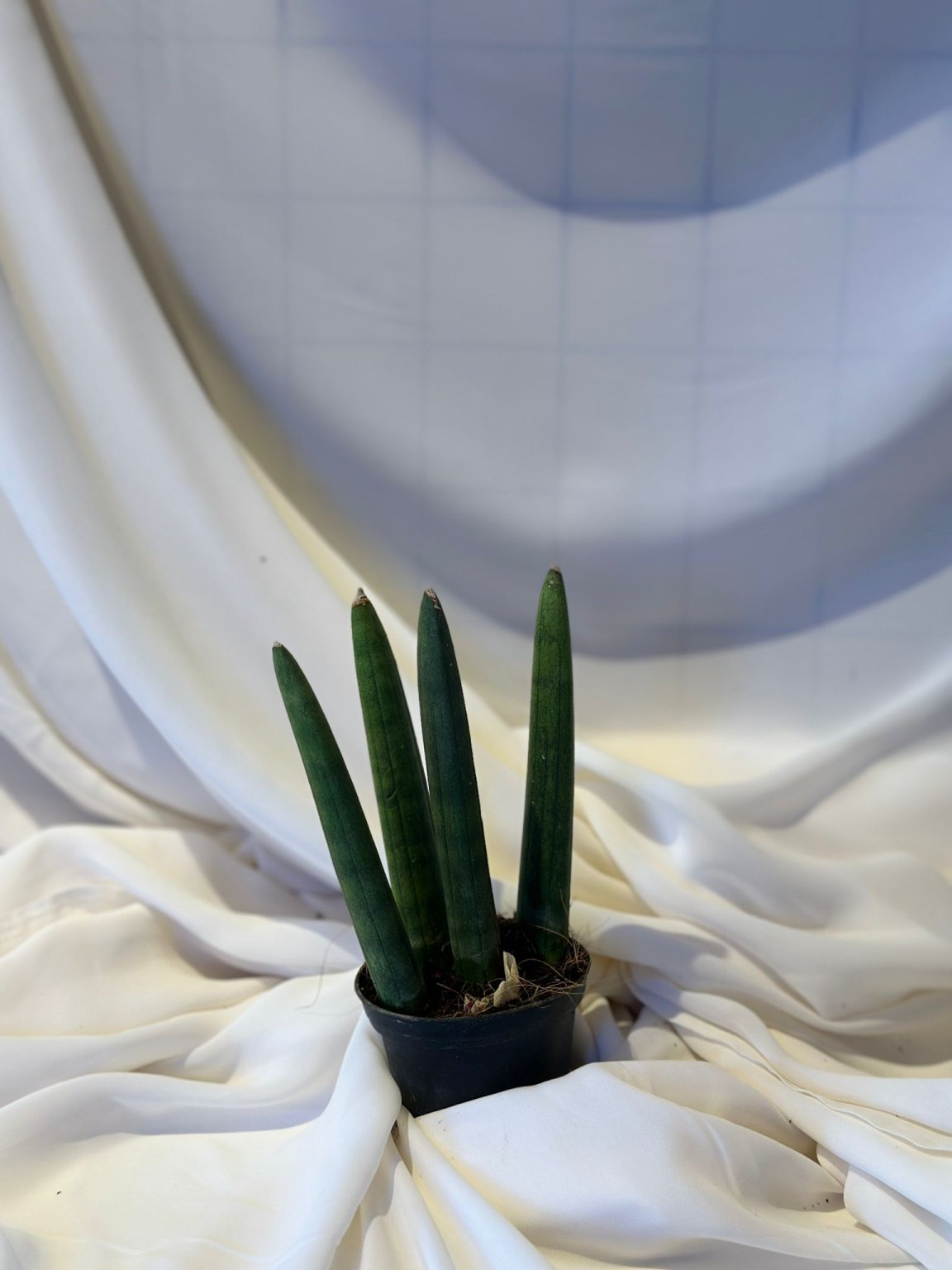 Sanseveria (Paşa Kılıcı)