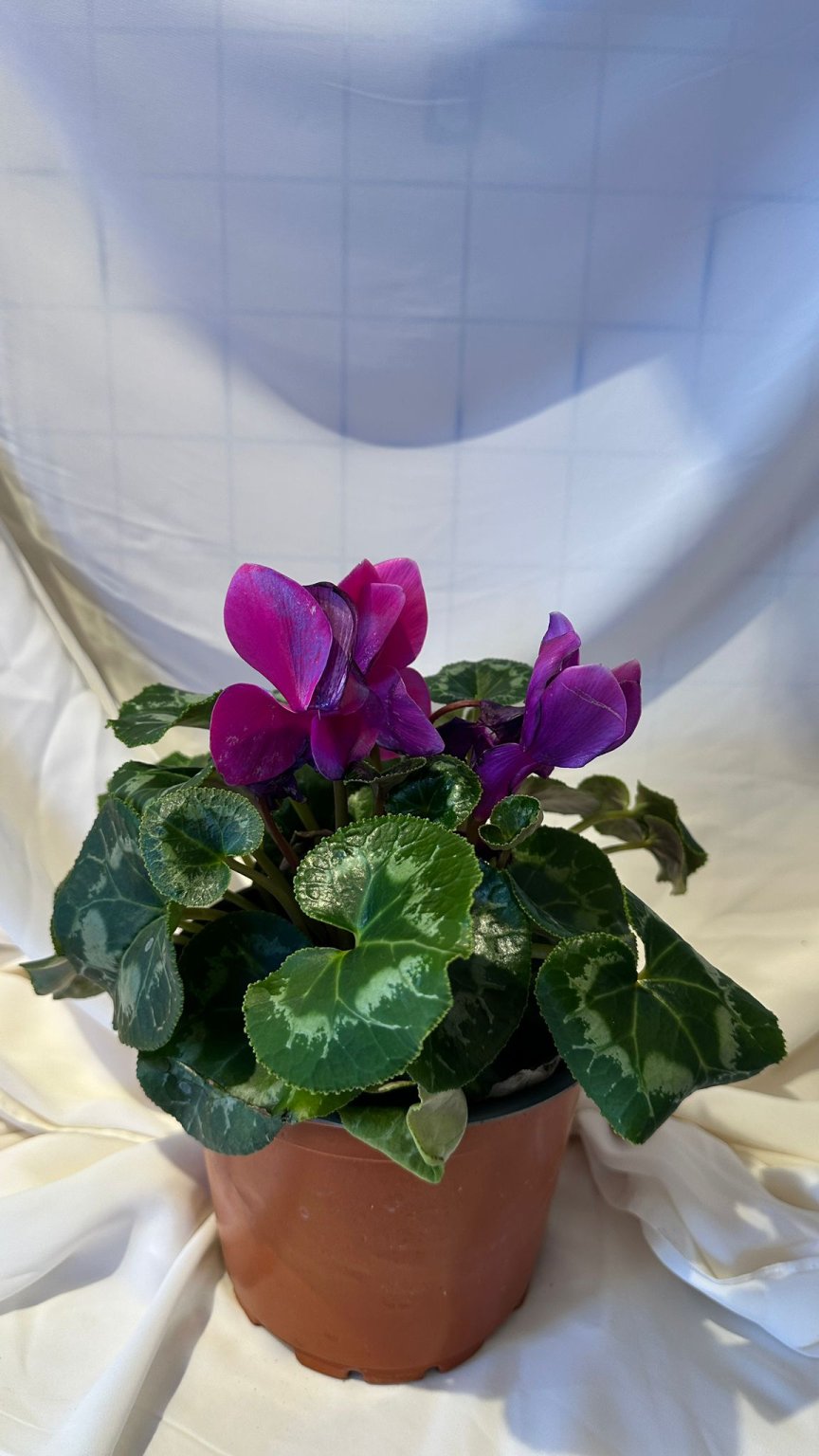 Sarmaşık Sıklamen Çiçeği