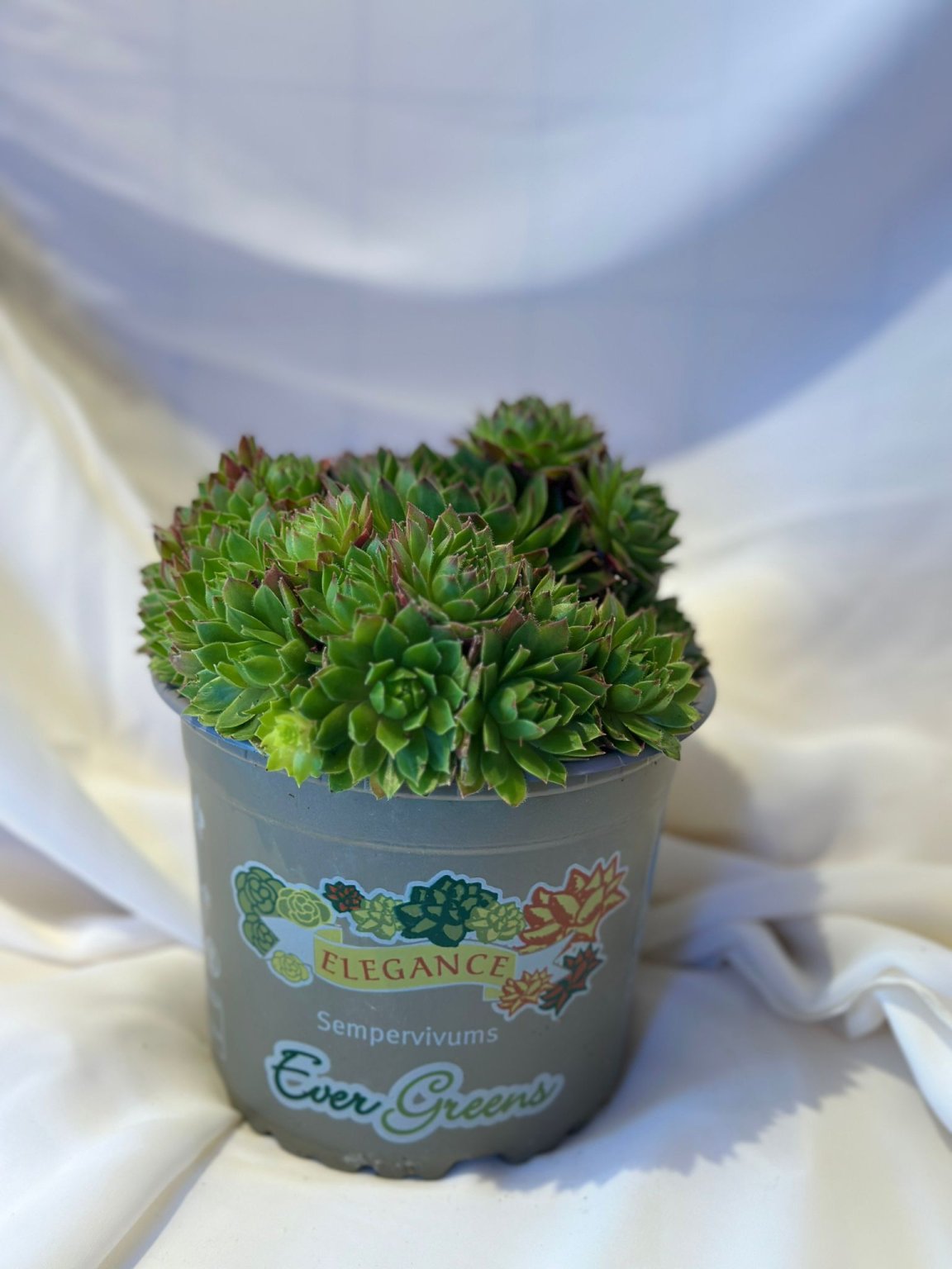 Sempervivum (Sukulent)
