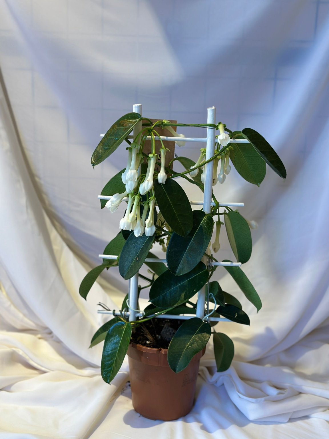 Yasemin Çiçeği ( Madagaskar )